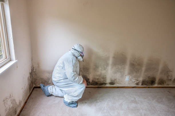 Best Mold Odor Removal Services  in Fenton, MO